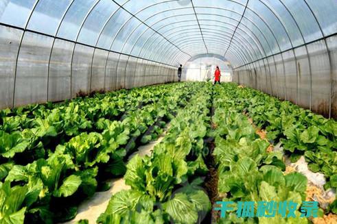 蔬菜保鲜秘籍大全