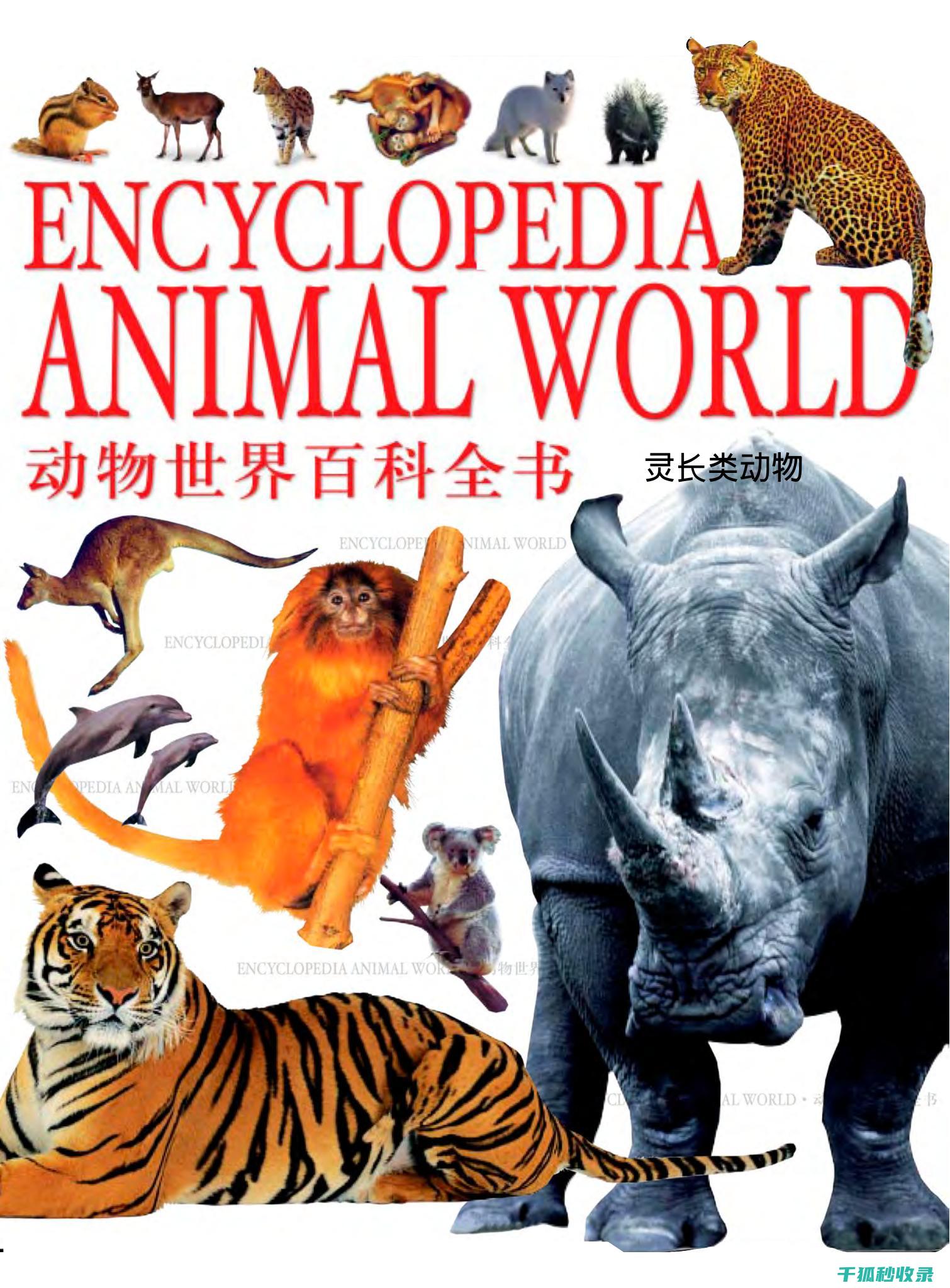 《动物百科：讲述动物在生态系统中的重要角色与相互关系》 (动物百科视频)