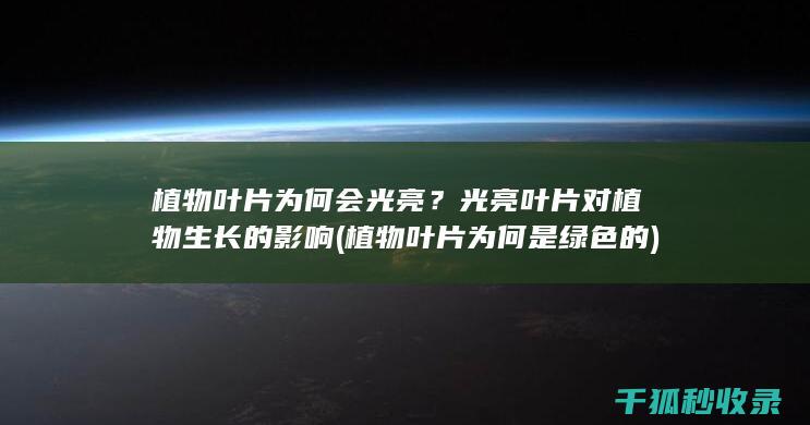 植物叶片为何会光亮？光亮叶片对植物生长的影响 (植物叶片为何是绿色的)