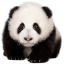熊猫精灵脚本助手官网
