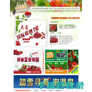 大连采摘网大连樱桃采摘网,大连草莓采摘,大连乡村旅游,樱桃园,樱桃节